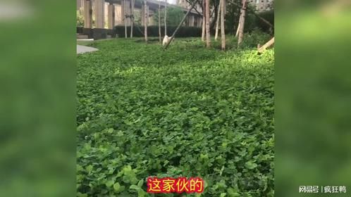 清早老妈带八筒出来玩儿，八筒开心的就像一个小孩子