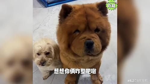 龙肉球又把大蛋给刷了，成功逗了老爸一百块钱。