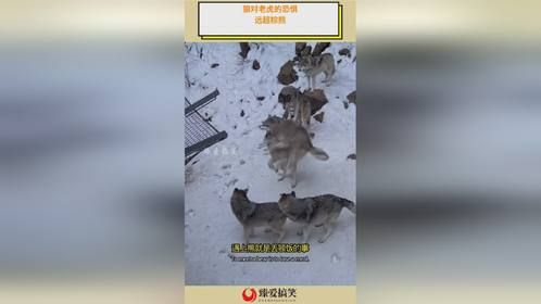 狼对老虎的恐惧，远超棕熊！