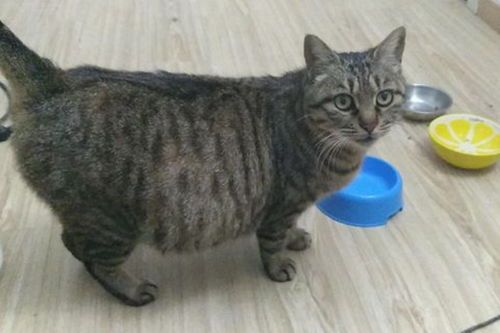 宠物猫怎么怀孕的