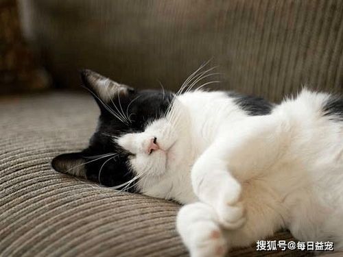 宠物猫怀孕怎么照顾
