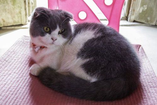 宠物猫怀孕幼猫怎么处理