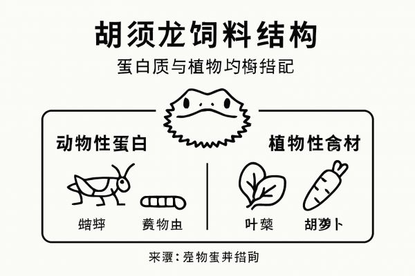 一张关于胡须龙蛋白质和植物性食物搭配的营养信息图