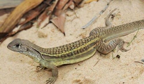 蜥蜴能吃哪些食物不是多多益善呢？