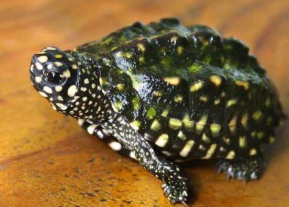 斑点池龟腐皮了怎么办？具体看这里！