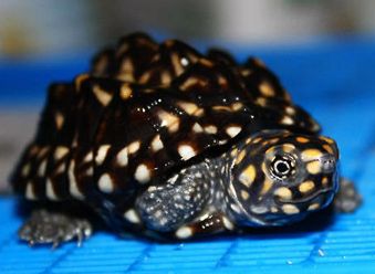 斑点池龟腐皮了怎么办？具体看这里！