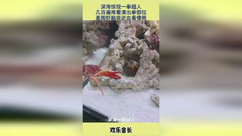 深海惊现一拳超人，几百遍难看清出拳部位，基围虾脑袋淤血看傻眼