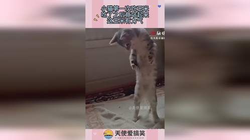 小猫第一次吃玉米，吃了之后竟站起来，这玉米有力气！
