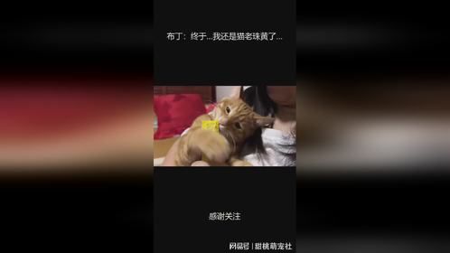 布丁：终于…我还是猫老珠黄了…