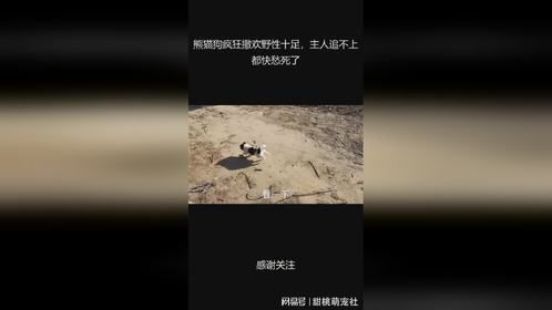 熊猫狗疯狂撒欢野性十足，主人追不上都快愁死了