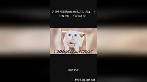 这是全网搞笑的猫咪刘二豆，网友 -社会我豆哥，人狠话还多！