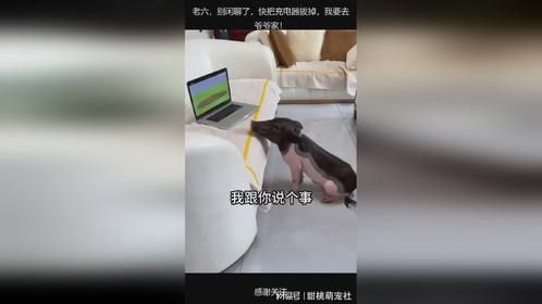 老六，别闲聊了，快把充电器拔掉，我要去爷爷家！