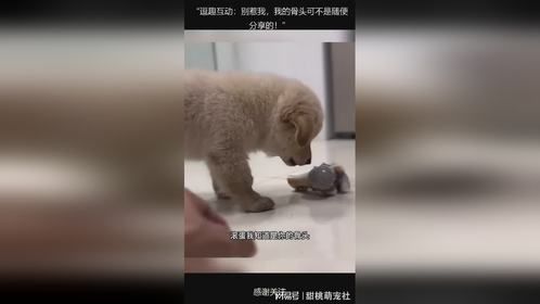 “逗趣互动：别惹我，我的骨头可不是随便分享的！”