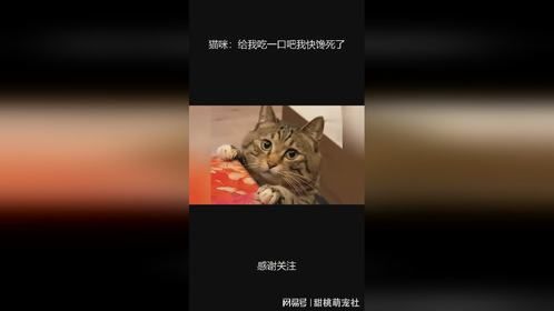 猫咪：给我吃一口吧我快馋死了