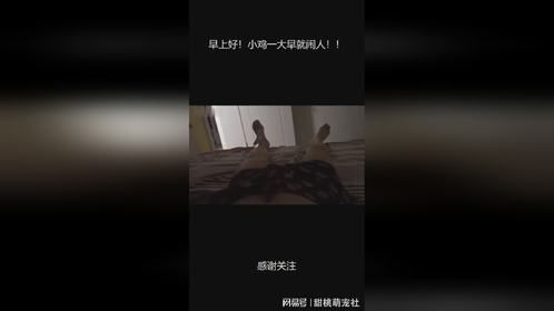 早上好！小鸡一大早就闹人！！