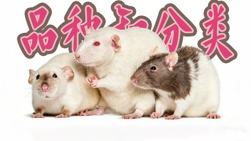 简单说下花枝鼠的品种分类，缎毛很好看，无尾品种要注意这些