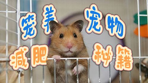 笼养宠物减肥，花枝鼠，豚鼠，仓鼠，松鼠，龙猫通通都过来