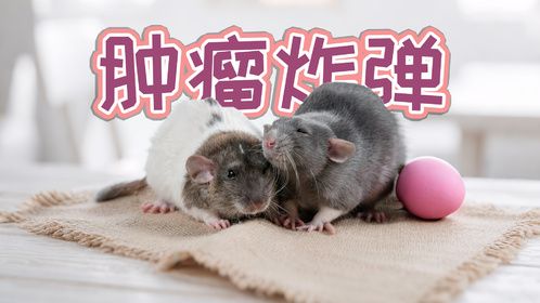 新手莫慌，花枝鼠肿瘤的前因后果，基因，饮食，激素