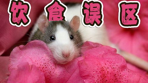 怎么喂养花枝鼠，这些食物不能随便喂，小心掉入喂食误区