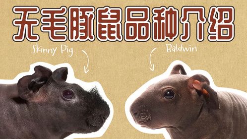 无毛豚鼠品种介绍，一脱成名，瘦豚鼠和鲍德温的区别