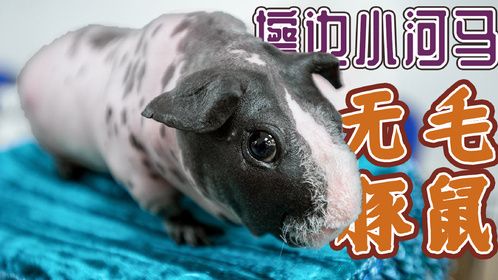 豚鼠界擦边网红，无毛荷兰猪的饲养要点，千万要注意这几点！
