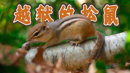 越狱的松鼠，引发校园霸凌。看支侦探如何推理找出松鼠，化解危机