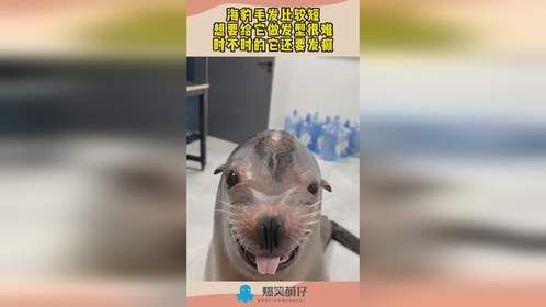 海豹毛发比较短，想要给它做发型很难，时不时的它还要发癫！