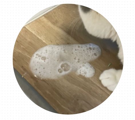 猫咪吐食物是什么原因引起的？