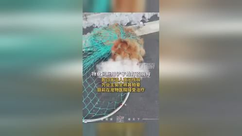 物业回应用铲子拍打流浪狗：白天追人夜间吠叫，为安全将它拍晕