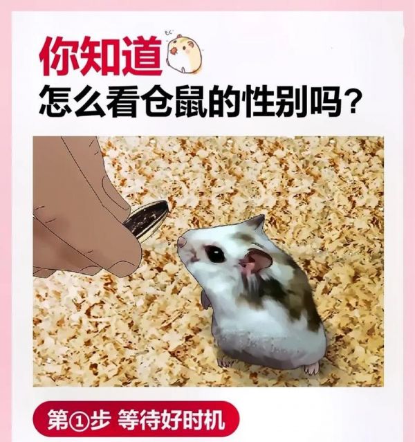 三线仓鼠和金丝熊仓鼠的区别在哪里？