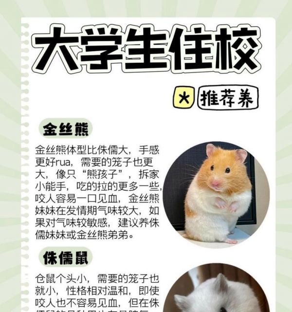 三线仓鼠和金丝熊仓鼠的区别在哪里？