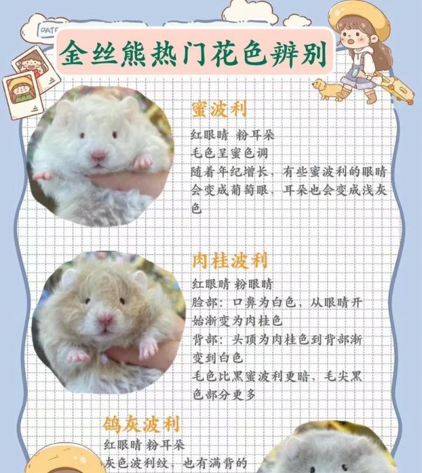 三线仓鼠和金丝熊仓鼠的区别在哪里？