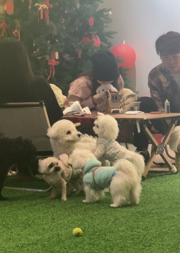 宠物咖啡店内,狗狗们玩耍嬉戏。千龙网记者 徐锟 摄