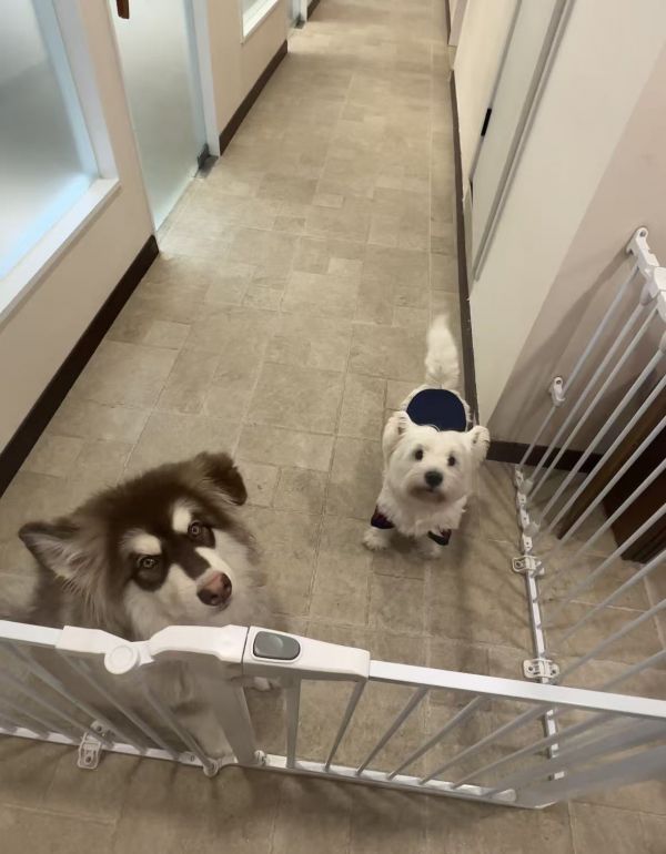 北京百子湾竞园一家宠物咖啡店里,西高地犬“牡丹”是这里的明星店长(右一)。千龙网记者 徐锟 摄