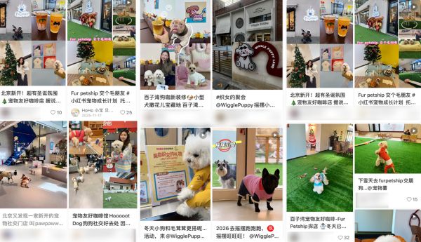 社交媒体上关于宠物社交空间的分享帖众多。截图来源:小红书