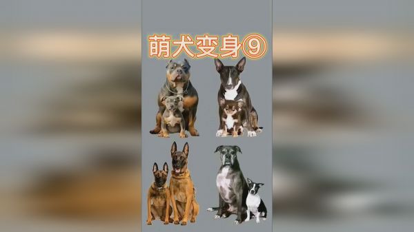 萌犬变身⑨