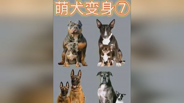 萌犬变身⑦