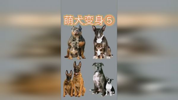 萌犬变身⑤