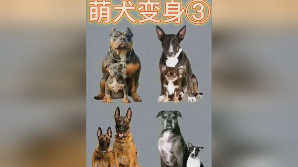 萌犬变身③