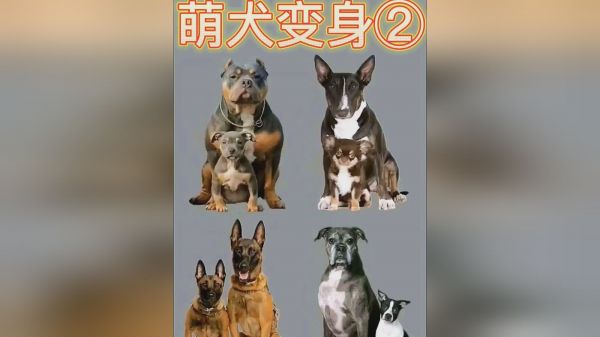 萌犬变身②