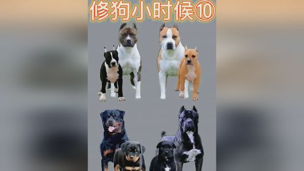 修狗小时候⑩