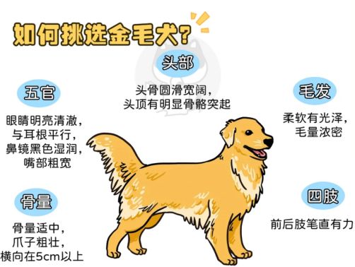 金毛犬好养吗