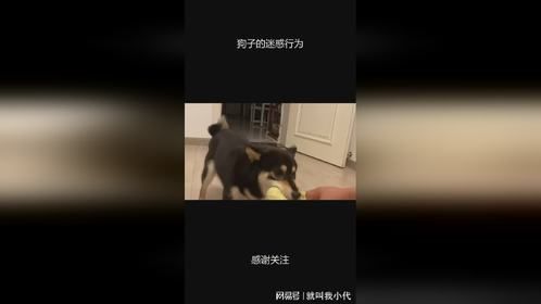 狗子的迷惑行为