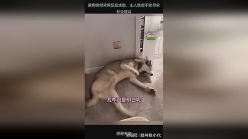 家狗突然异常反应求助，主人焦虑不安寻求专业建议