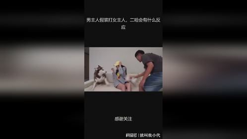 男主人假装打女主人，二哈会有什么反应