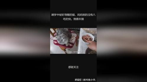 睡梦中被虾馋醒的猫，妈妈剥的没有八吃的快。馋猫本猫