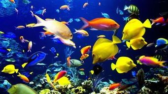 “新手必备！热带鱼选这几种，好看又好养！”