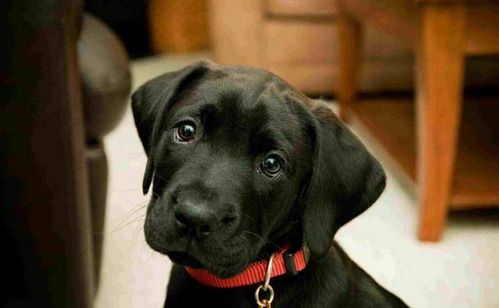 教你如何骂狗狗的话语有哪些,骂狗狗的句子