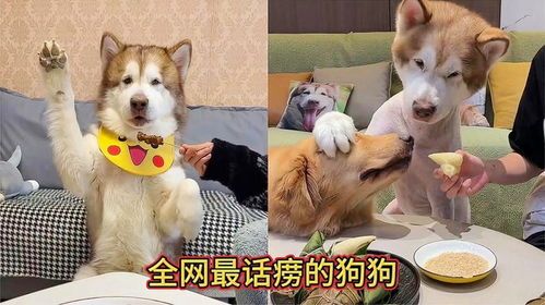 教你如何骂狗狗的话语有哪些,骂狗狗的句子