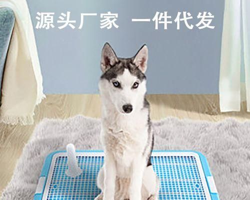 宠物狗也能量体温（掌握这些方法）